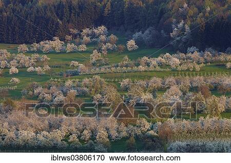 "Blooming cherry trees in Eggener Valley, Obereggenen, Schliengen, Baden-Wurttemberg, Germany, Europe" View Large Photo Image Stock Image - "Blooming cherry trees in Eggener Valley, Obereggenen, Schliengen, Baden-Wurttemberg, Germany, Europe". Fotosearch