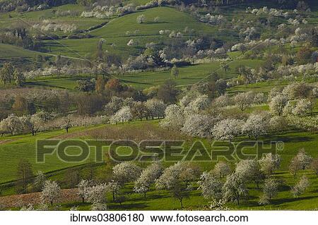 "Blooming cherry trees in Eggener Valley, Obereggenen, Schliengen, Baden-Wurttemberg, Germany, Europe" View Large Photo Image Stock Image - "Blooming cherry trees in Eggener Valley, Obereggenen, Schliengen, Baden-Wurttemberg, Germany, Europe". Fotosearch