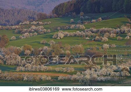 "Blooming cherry trees in Eggener Valley, Obereggenen, Schliengen, Baden-Wurttemberg, Germany, Europe" View Large Photo Image Stock Photo - "Blooming cherry trees in Eggener Valley, Obereggenen, Schliengen, Baden-Wurttemberg, Germany, Europe". Fotosearch