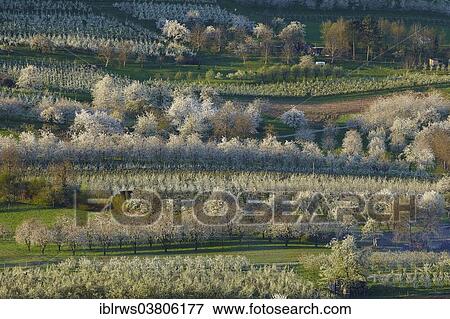 "Blooming cherry trees in Eggener Valley, Obereggenen, Schliengen, Baden-Wurttemberg, Germany, Europe" View Large Photo Image Stock Photo - "Blooming cherry trees in Eggener Valley, Obereggenen, Schliengen, Baden-Wurttemberg, Germany, Europe". Fotosearch