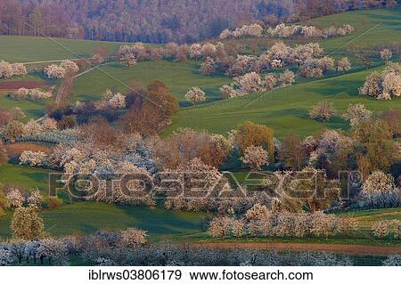"Blooming cherry trees in Eggener Valley, Obereggenen, Schliengen, Baden-Wurttemberg, Germany, Europe" View Large Photo Image Stock Photo - "Blooming cherry trees in Eggener Valley, Obereggenen, Schliengen, Baden-Wurttemberg, Germany, Europe". Fotosearch