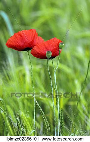 "Blooming Corn poppies (Papaver rhoeas) and seed vessels with raindrops, Kleingeschaidt, Middle Franconia, Bavaria, Germany, Europe" View Large Photo Image Stock Image - "Blooming Corn poppies (Papaver rhoeas) and seed vessels with raindrops, Kleingeschaidt, Middle Franconia, Bavaria, Germany, Europe". Fotosearch