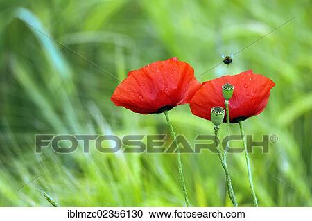 "Blooming Corn poppies (Papaver rhoeas) and seed vessels with raindrops, Kleingeschaidt, Middle Franconia, Bavaria, Germany, Europe" View Large Photo Image Stock Image - "Blooming Corn poppies (Papaver rhoeas) and seed vessels with raindrops, Kleingeschaidt, Middle Franconia, Bavaria, Germany, Europe". Fotosearch