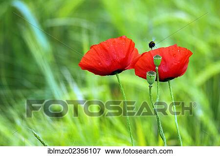 Stock Photo - "Blooming Corn poppies (Papaver rhoeas) and seed vessels with raindrops, Kleingeschaidt, Middle Franconia, Bavaria, Germany, Europe". Fotosearch