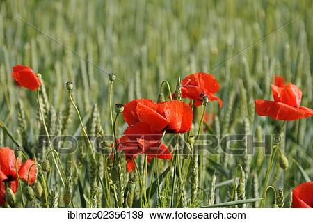 "Blooming Corn poppies (Papaver rhoeas) in an organic wheat field (Triticum), Kleingeschaidt, Middle Franconia, Bavaria, Germany, Europe" View Large Photo Image Stock Photo - "Blooming Corn poppies (Papaver rhoeas) in an organic wheat field (Triticum), Kleingeschaidt, Middle Franconia, Bavaria, Germany, Europe". Fotosearch