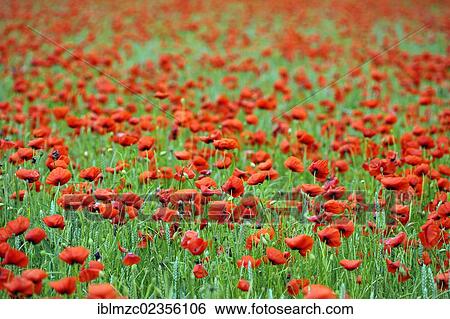 "Blooming Corn poppies (Papaver rhoeas) in the rain, Kleingeschaidt, Middle Franconia, Bavaria, Germany, Europe" View Large Photo Image Stock Photograph - "Blooming Corn poppies (Papaver rhoeas) in the rain, Kleingeschaidt, Middle Franconia, Bavaria, Germany, Europe". Fotosearch