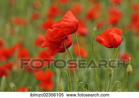 "Blooming Corn poppies (Papaver rhoeas) with raindrops, Kleingeschaidt, Middle Franconia, Bavaria, Germany, Europe" View Large Photo Image Stock Photography - "Blooming Corn poppies (Papaver rhoeas) with raindrops, Kleingeschaidt, Middle Franconia, Bavaria, Germany, Europe". Fotosearch