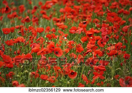 "Blooming Corn poppies (Papaver rhoeas), Kleingeschaidt, Middle Franconia, Bavaria, Germany, Europe" View Large Photo Image Stock Photo - "Blooming Corn poppies (Papaver rhoeas), Kleingeschaidt, Middle Franconia, Bavaria, Germany, Europe". Fotosearch