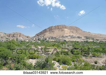 "Blooming desert, Syro-Arabian Desert or Syrian Desert" View Large Photo Image Stock Image - "Blooming desert, Syro-Arabian Desert or Syrian Desert". Fotosearch