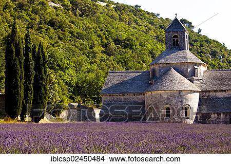 Picture - "Blooming field of Lavender (Lavandula angustifolia) in front of Senanque Abbey, Gordes, Vaucluse, Provence-Alpes-Cote d'Azur, Southern France, France, Europe". Fotosearch