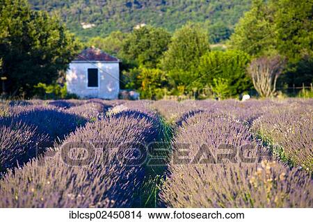 "Blooming field of Lavender (Lavandula angustifolia) Provence-Alpes-Cote d'Azur, Southern France, France, Europe, Europe, PublicGround, Europe" View Large Photo Image Picture - "Blooming field of Lavender (Lavandula angustifolia) Provence-Alpes-Cote d'Azur, Southern France, France, Europe, Europe, PublicGround, Europe". Fotosearch