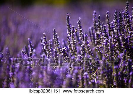 Stock Image - "Blooming field of Lavender (Lavandula angustifolia) near Boux, Luberon Mountains, Vaucluse, Provence-Alpes-Cote d'Azur, Southern France, France, Europe, PublicGround, Europe". Fotosearch