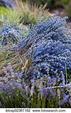 "Blooming field of Lavender (Lavandula angustifolia), near Sault and Aurel, in the Chemin des Lavandes, Provence-Alpes-Cote d'Azur, Southern France, France, Europe, PublicGround, Europe" View Large Photo Image Stock Image - "Blooming field of Lavender (Lavandula angustifolia), near Sault and Aurel, in the Chemin des Lavandes, Provence-Alpes-Cote d'Azur, Southern France, France, Europe, PublicGround, Europe". Fotosearch