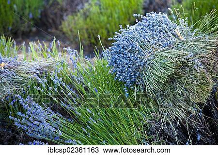 Stock Image - "Blooming field of Lavender (Lavandula angustifolia), near Sault and Aurel, in the Chemin des Lavandes, Provence-Alpes-Cote d'Azur, Southern France, France, Europe, PublicGround, Europe". Fotosearch