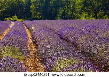 Stock Image - "Blooming field of Lavender (Lavandula angustifolia) around Boux, Luberon Mountains, Vaucluse, Provence-Alpes-Cote d'Azur, Southern France, France, Europe, PublicGround, Europe". Fotosearch
