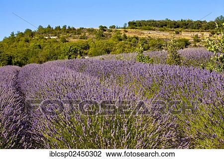 Stock Image - "Blooming field of Lavender (Lavandula angustifolia) around Boux, Luberon Mountains, Vaucluse, Provence-Alpes-Cote d'Azur, Southern France, France, Europe, PublicGround, Europe". Fotosearch