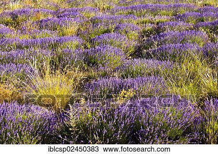 Stock Image - "Blooming field of Lavender (Lavandula angustifolia), near Sault and Aurel, Chemin des Lavandes, Provence-Alpes-Cote d'Azur, Southern France, France, Europe, PublicGround, Europe". Fotosearch
