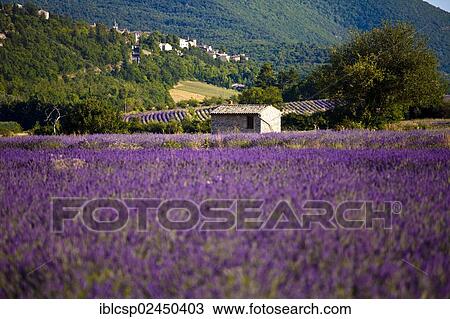 Stock Image - "Blooming field of Lavender (Lavandula angustifolia), near Sault and Aurel, in the Chemin des Lavandes, Provence-Alpes-Cote d'Azur, Southern France, France, Europe, PublicGround, Europe". Fotosearch