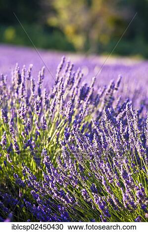 Stock Image - "Blooming field of Lavender (Lavandula angustifolia), near Sault and Aurel, in the Chemin des Lavandes, Provence-Alpes-Cote d'Azur, Southern France, France, Europe, PublicGround, Europe". Fotosearch