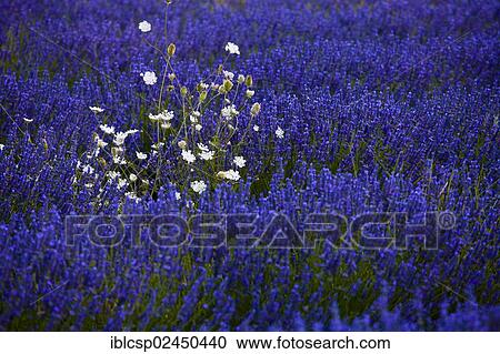 Stock Image - "Blooming field of Lavender (Lavandula angustifolia) with crop weeds, near Sault and Aurel, in the Chemin des Lavandes, Provence-Alpes-Cote d'Azur, Southern France, France, Europe, PublicGround, Europe". Fotosearch