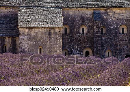 Stock Image - "Blooming field of Lavender (Lavandula angustifolia) in front of Senanque Abbey, Gordes, Vaucluse, Provence-Alpes-Cote d'Azur, Southern France, France, Europe". Fotosearch