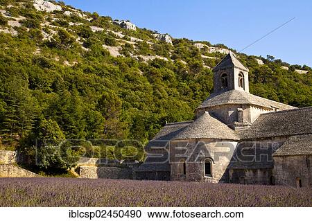 "Blooming field of Lavender (Lavandula angustifolia) in front of Senanque Abbey, Gordes, Vaucluse, Provence-Alpes-Cote d'Azur, Southern France, France, Europe" View Large Photo Image Stock Image - "Blooming field of Lavender (Lavandula angustifolia) in front of Senanque Abbey, Gordes, Vaucluse, Provence-Alpes-Cote d'Azur, Southern France, France, Europe". Fotosearch
