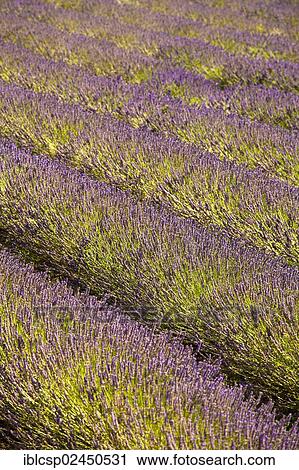 "Blooming field of Lavender (Lavandula angustifolia), Vaucluse, Provence-Alpes-Cote d'Azur, Southern France, France, Europe, PublicGround, Europe" View Large Photo Image Stock Image - "Blooming field of Lavender (Lavandula angustifolia), Vaucluse, Provence-Alpes-Cote d'Azur, Southern France, France, Europe, PublicGround, Europe". Fotosearch