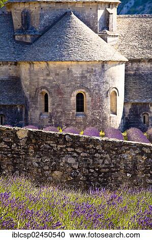 Stock Image - "Blooming field of Lavender (Lavandula angustifolia) in front of Senanque Abbey, Gordes, Vaucluse, Provence-Alpes-Cote d'Azur, Southern France, France, Europe". Fotosearch