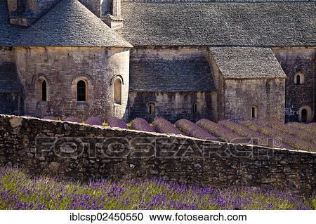 Stock Image - "Blooming field of Lavender (Lavandula angustifolia) in front of Senanque Abbey, Gordes, Vaucluse, Provence-Alpes-Cote d'Azur, Southern France, France, Europe". Fotosearch