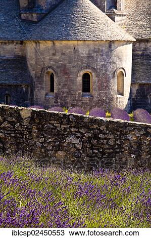 Stock Image - "Blooming field of Lavender (Lavandula angustifolia) in front of Senanque Abbey, Gordes, Vaucluse, Provence-Alpes-Cote d'Azur, Southern France, France, Europe". Fotosearch