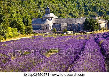 Stock Image - "Blooming field of Lavender (Lavandula angustifolia) in front of Senanque Abbey, Gordes, Vaucluse, Provence-Alpes-Cote d'Azur, Southern France, France, Europe". Fotosearch