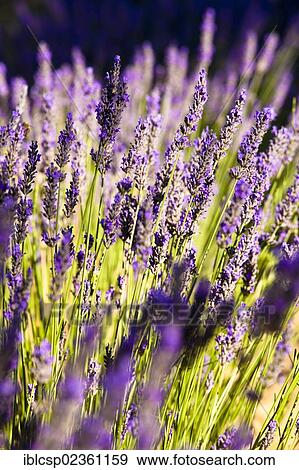"Blooming field of Lavender (Lavandula angustifolia), near Sault and Aurel, in the Chemin des Lavandes, Provence-Alpes-Cote d'Azur, Southern France, France, Europe, PublicGround, Europe" View Large Photo Image Stock Photo - "Blooming field of Lavender (Lavandula angustifolia), near Sault and Aurel, in the Chemin des Lavandes, Provence-Alpes-Cote d'Azur, Southern France, France, Europe, PublicGround, Europe". Fotosearch