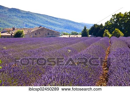 "Blooming field of Lavender (Lavandula angustifolia) around Boux, Luberon Mountains, Vaucluse, Provence-Alpes-Cote d'Azur, Southern France, France, Europe, PublicGround, Europe" View Large Photo Image Stock Photo - "Blooming field of Lavender (Lavandula angustifolia) around Boux, Luberon Mountains, Vaucluse, Provence-Alpes-Cote d'Azur, Southern France, France, Europe, PublicGround, Europe". Fotosearch