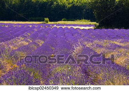 Stock Photo - "Blooming field of Lavender (Lavandula angustifolia), near St-Christol and Sault, Vaucluse, Provence-Alpes-Cote d'Azur, Southern France, France, Europe, PublicGround, Europe". Fotosearch