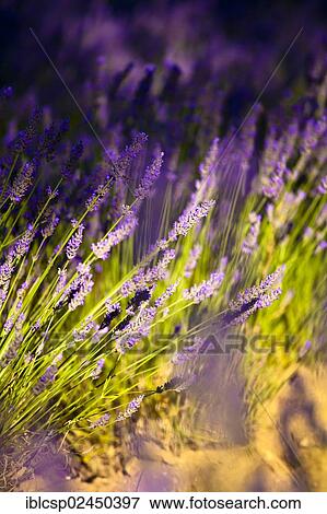 Stock Photo - "Blooming field of Lavender (Lavandula angustifolia), near Sault and Aurel, Chemin des Lavandes, Provence-Alpes-Cote d'Azur, Southern France, France, Europe, PublicGround, Europe". Fotosearch