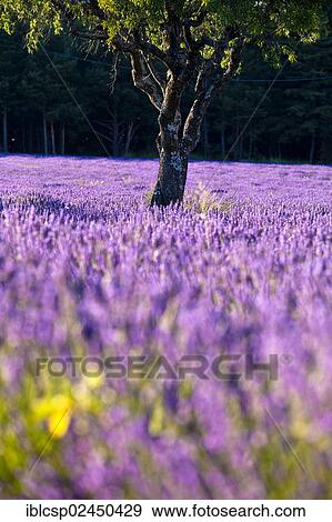 "Blooming field of Lavender (Lavandula angustifolia), near Sault and Aurel, in the Chemin des Lavandes, Provence-Alpes-Cote d'Azur, Southern France, France, Europe, PublicGround, Europe" View Large Photo Image Stock Photo - "Blooming field of Lavender (Lavandula angustifolia), near Sault and Aurel, in the Chemin des Lavandes, Provence-Alpes-Cote d'Azur, Southern France, France, Europe, PublicGround, Europe". Fotosearch
