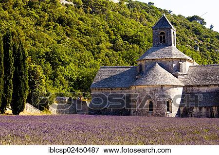 Stock Photo - "Blooming field of Lavender (Lavandula angustifolia) in front of Senanque Abbey, Gordes, Vaucluse, Provence-Alpes-Cote d'Azur, Southern France, France, Europe". Fotosearch
