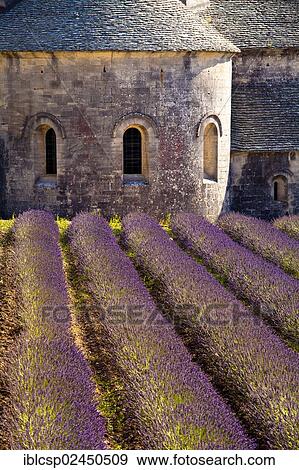 "Blooming field of Lavender (Lavandula angustifolia) in front of Senanque Abbey, Gordes, Vaucluse, Provence-Alpes-Cote d'Azur, Southern France, France, Europe" View Large Photo Image Stock Photo - "Blooming field of Lavender (Lavandula angustifolia) in front of Senanque Abbey, Gordes, Vaucluse, Provence-Alpes-Cote d'Azur, Southern France, France, Europe". Fotosearch