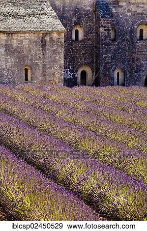 Stock Photo - "Blooming field of Lavender (Lavandula angustifolia) in front of Senanque Abbey, Gordes, Vaucluse, Provence-Alpes-Cote d'Azur, Southern France, France, Europe". Fotosearch