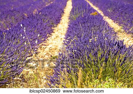 "Blooming field of Lavender (Lavandula angustifolia), Vaucluse, Provence-Alpes-Cote d'Azur, Southern France, France, Europe, Europe, PublicGround, Europe" View Large Photo Image Stock Photo - "Blooming field of Lavender (Lavandula angustifolia), Vaucluse, Provence-Alpes-Cote d'Azur, Southern France, France, Europe, Europe, PublicGround, Europe". Fotosearch