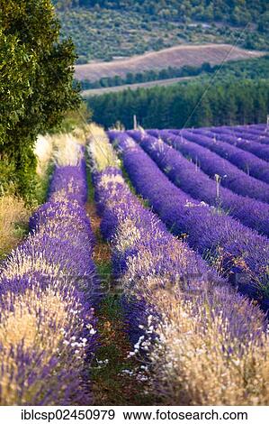 Stock Photo - "Blooming field of Lavender (Lavandula angustifolia), near St-Christol, Vaucluse, Provence-Alpes-Cote d'Azur, Southern France, France, Europe, PublicGround, Europe". Fotosearch