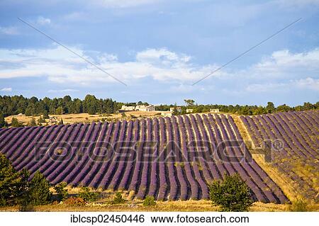 Stock Photograph - "Blooming field of Lavender (Lavandula angustifolia), near Sault and Aurel, in the Chemin des Lavandes, Provence-Alpes-Cote d'Azur, Southern France, France, Europe, PublicGround, Europe". Fotosearch