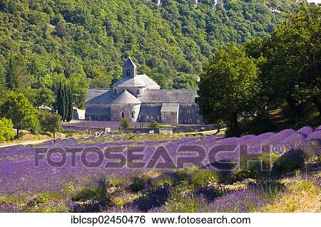 "Blooming field of Lavender (Lavandula angustifolia) in front of Senanque Abbey, Gordes, Vaucluse, Provence-Alpes-Cote d'Azur, Southern France, France, Europe" View Large Photo Image Stock Photograph - "Blooming field of Lavender (Lavandula angustifolia) in front of Senanque Abbey, Gordes, Vaucluse, Provence-Alpes-Cote d'Azur, Southern France, France, Europe". Fotosearch