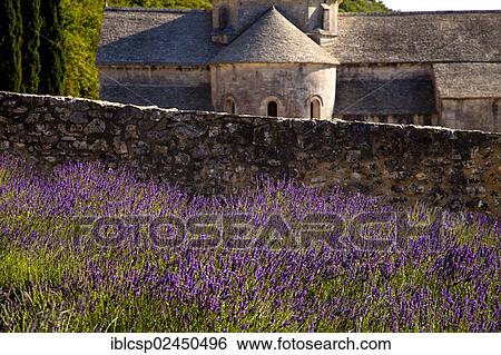Stock Photograph - "Blooming field of Lavender (Lavandula angustifolia) in front of Senanque Abbey, Gordes, Vaucluse, Provence-Alpes-Cote d'Azur, Southern France, France, Europe". Fotosearch