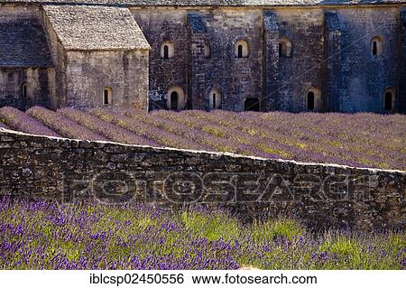 Stock Photograph - "Blooming field of Lavender (Lavandula angustifolia) in front of Senanque Abbey, Gordes, Vaucluse, Provence-Alpes-Cote d'Azur, Southern France, France, Europe". Fotosearch