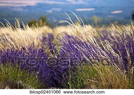 "Blooming field of Lavender (Lavandula angustifolia), Vaucluse, Provence-Alpes-Cote d'Azur, Southern France, France, Europe, PublicGround, Europe" View Large Photo Image Stock Photograph - "Blooming field of Lavender (Lavandula angustifolia), Vaucluse, Provence-Alpes-Cote d'Azur, Southern France, France, Europe, PublicGround, Europe". Fotosearch