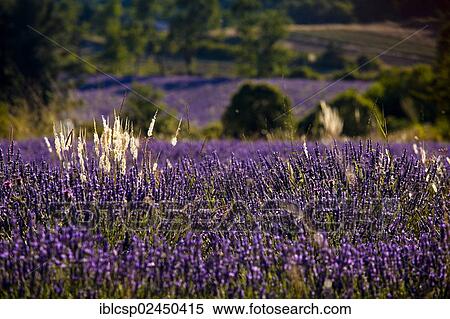 Stock Photography - "Blooming field of Lavender (Lavandula angustifolia), near Sault and Aurel, in the Chemin des Lavandes, Provence-Alpes-Cote d'Azur, Southern France, France, Europe, PublicGround, Europe". Fotosearch