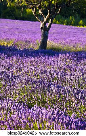 "Blooming field of Lavender (Lavandula angustifolia), near Sault and Aurel, in the Chemin des Lavandes, Provence-Alpes-Cote d'Azur, Southern France, France, Europe, PublicGround, Europe" View Large Photo Image Stock Photography - "Blooming field of Lavender (Lavandula angustifolia), near Sault and Aurel, in the Chemin des Lavandes, Provence-Alpes-Cote d'Azur, Southern France, France, Europe, PublicGround, Europe". Fotosearch