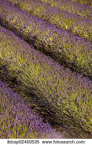 Stock Photography - "Blooming field of Lavender (Lavandula angustifolia), Vaucluse, Provence-Alpes-Cote d'Azur, Southern France, France, Europe, PublicGround, Europe". Fotosearch