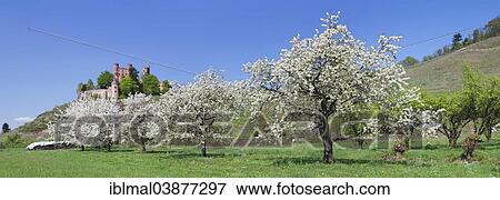 "Blooming fruit trees, behind Schloss Ortenberg castle, in Offenburg, Black Forest, Baden-Wurttemberg, Germany, Europe" View Large Photo Image Stock Photo - "Blooming fruit trees, behind Schloss Ortenberg castle, in Offenburg, Black Forest, Baden-Wurttemberg, Germany, Europe". Fotosearch